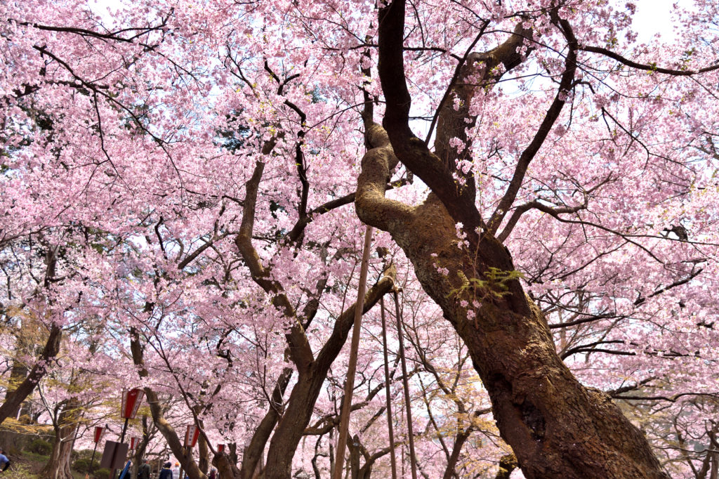 Cherry blossoms in Takato joshi Park.