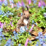 Hokkaido squirrel with Corydalis ambigua and Dogtooth violet in Urausu schrine