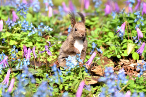Hokkaido squirrel with Corydalis ambigua and Dogtooth violet in Urausu schrine